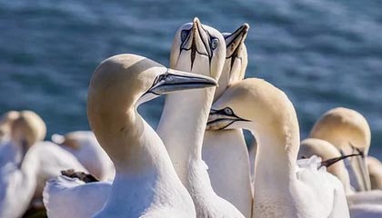 PG电子最新官网-战术大师崔康熙也无奈 实力有差距申花局势不乐观